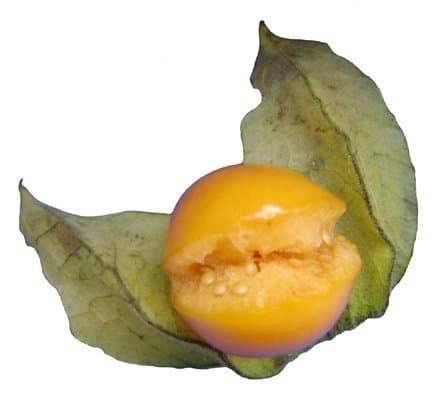 golden berry (1)
