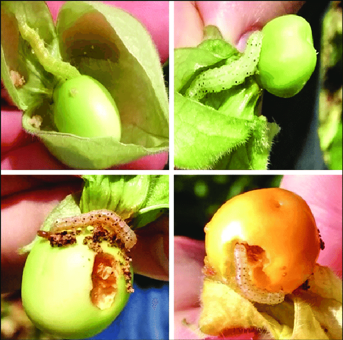 golden berry (1)