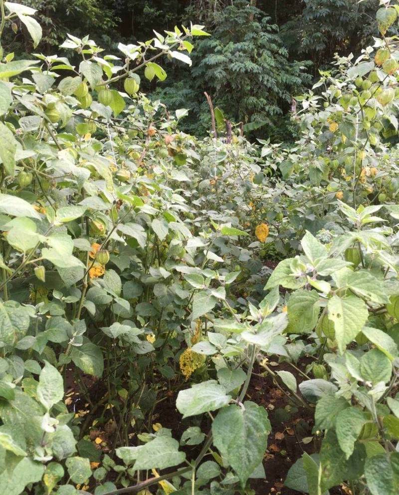 golden berry (2)