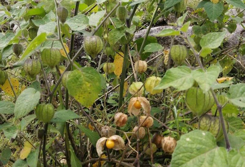 golden berry (4)