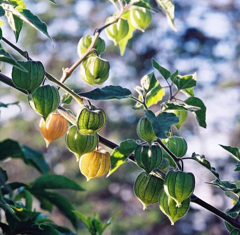 golden berry (6)