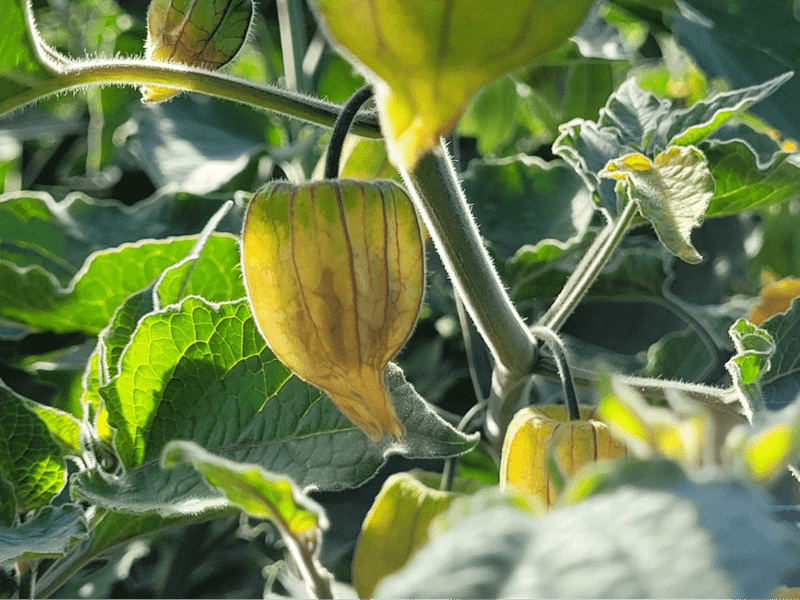 golden berry in husk