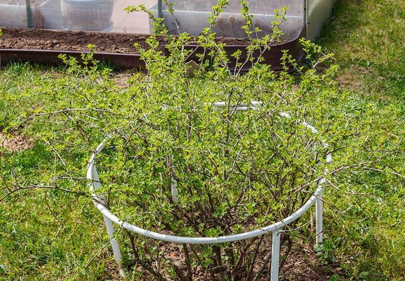 the gooseberry with scientific names ribes uva crispa (and syn.