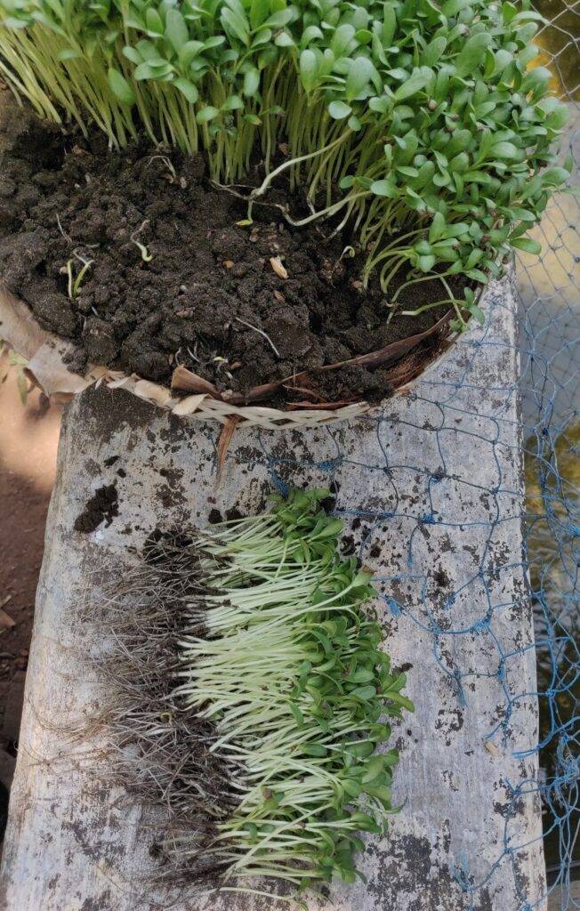 grown fenugreek