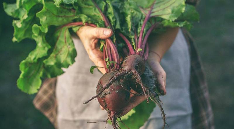 farmers holding fresh beetroot in hands on farm at sunset. woman