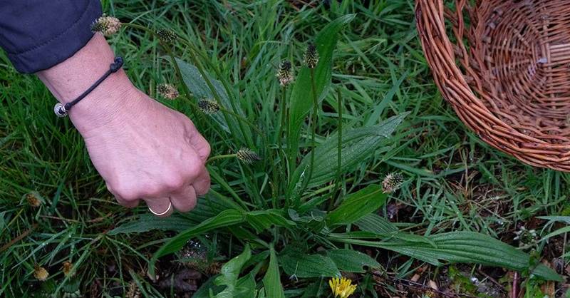 frau erntet wildkraut spitzwegerich