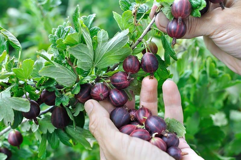 gardener's hands picking ripe gooseberries