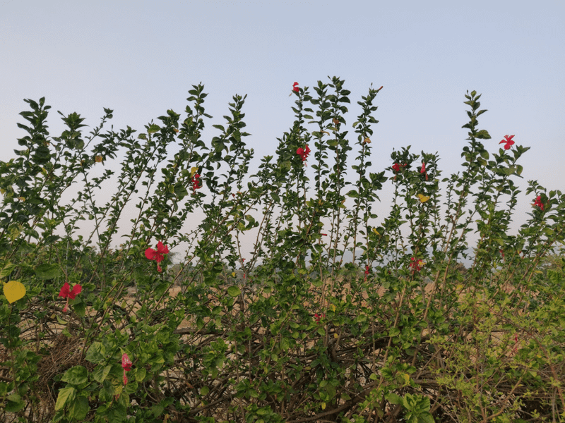 hibiscus