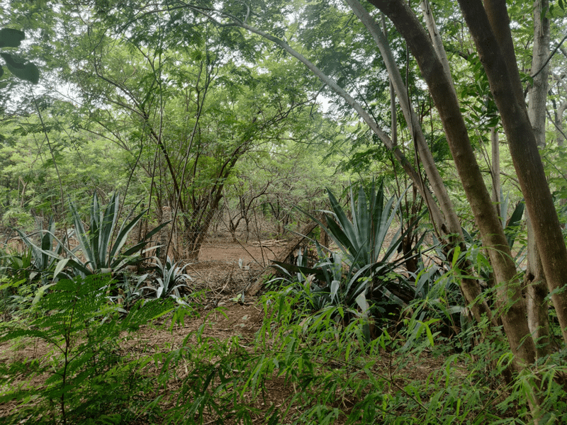 agave americana