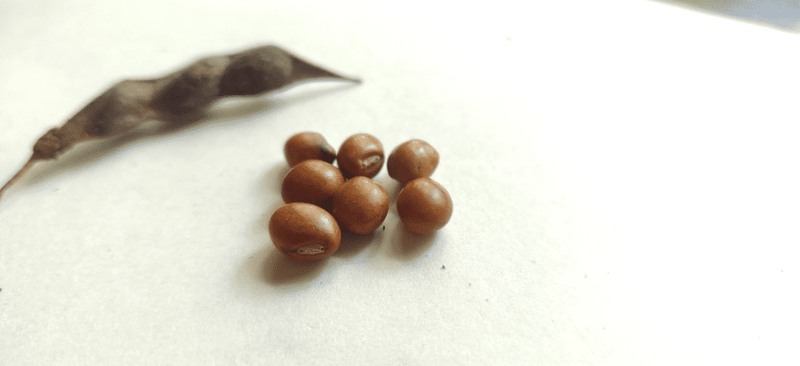 mature seeds of pigeon pea
