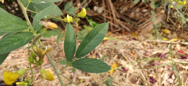 primary leaves of pigeon pea