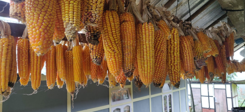 hanging corn