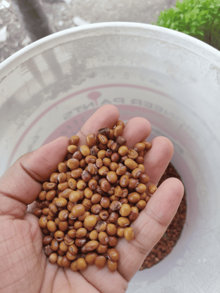 clean seeds of pigeon pea