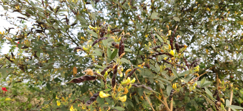 pigeon pea tree