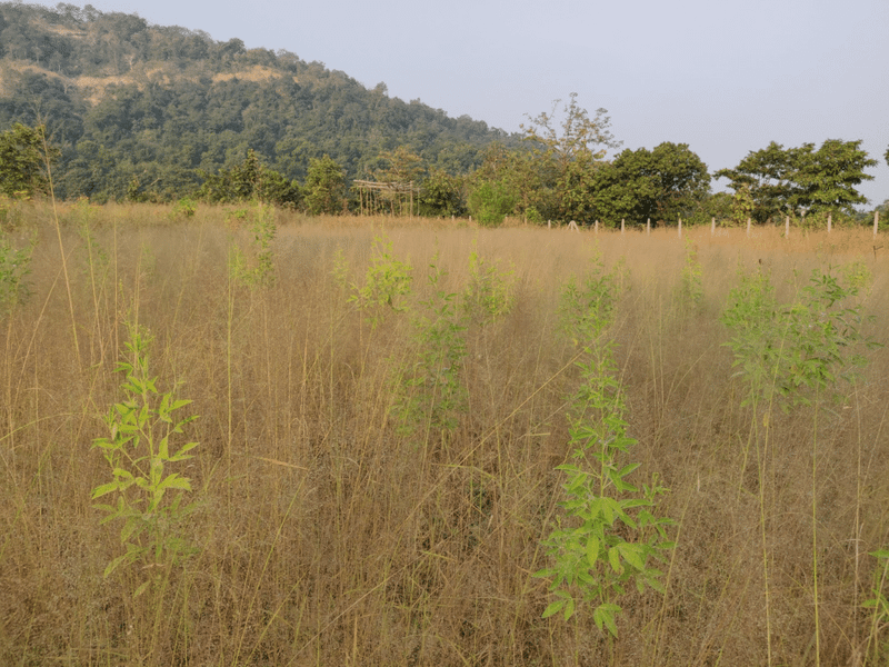 pigeon peas in ridge and furrow pattern
