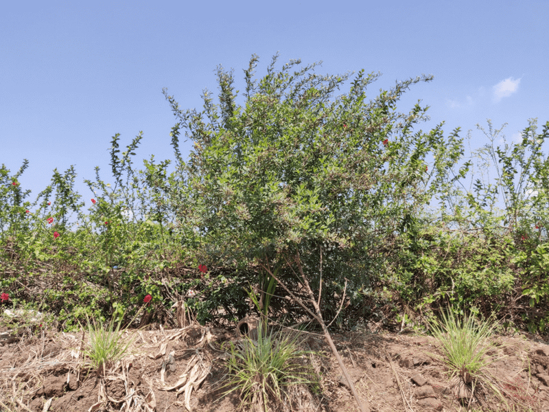 2-year-old pigeon pea tree