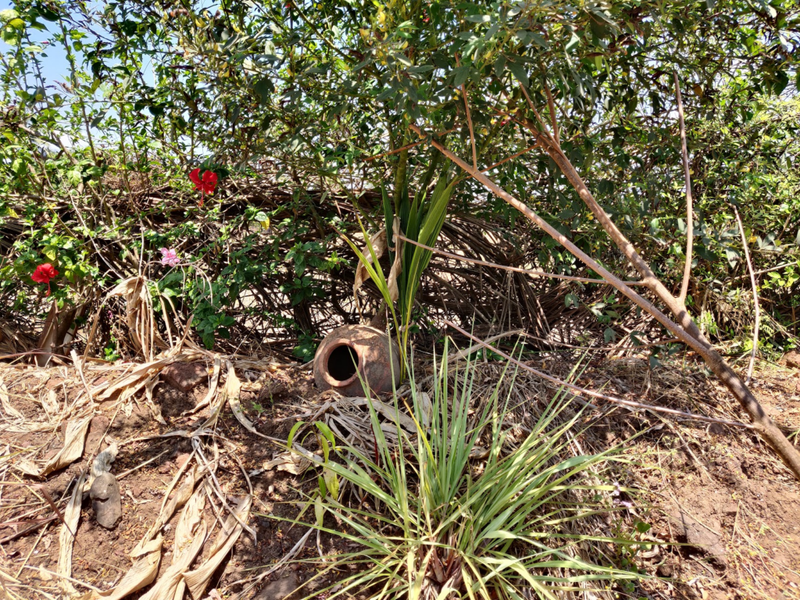 coconut tree, lemongrass, and turmeric under pigeon pea tree