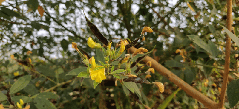 flowers of pigeon pea