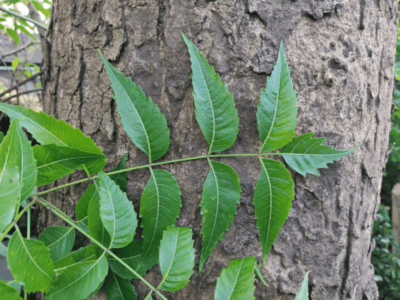 azadirachta indica