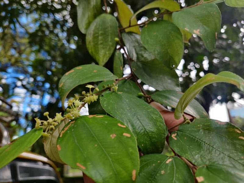 indian jujube flowers