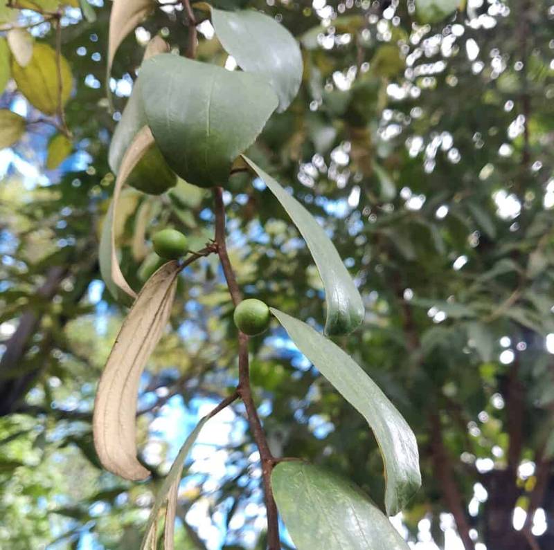 indian jujube fruit