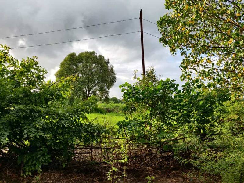 jujube farm fence