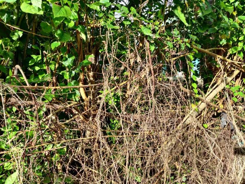 jujube fence