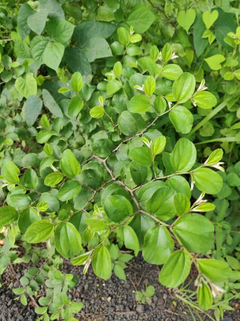 jujube leaves