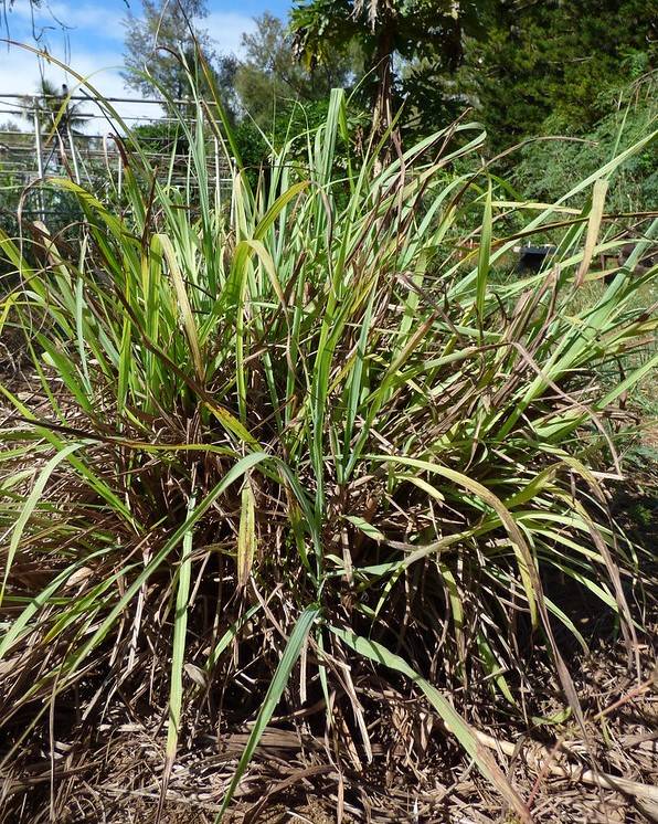 large lemon grass