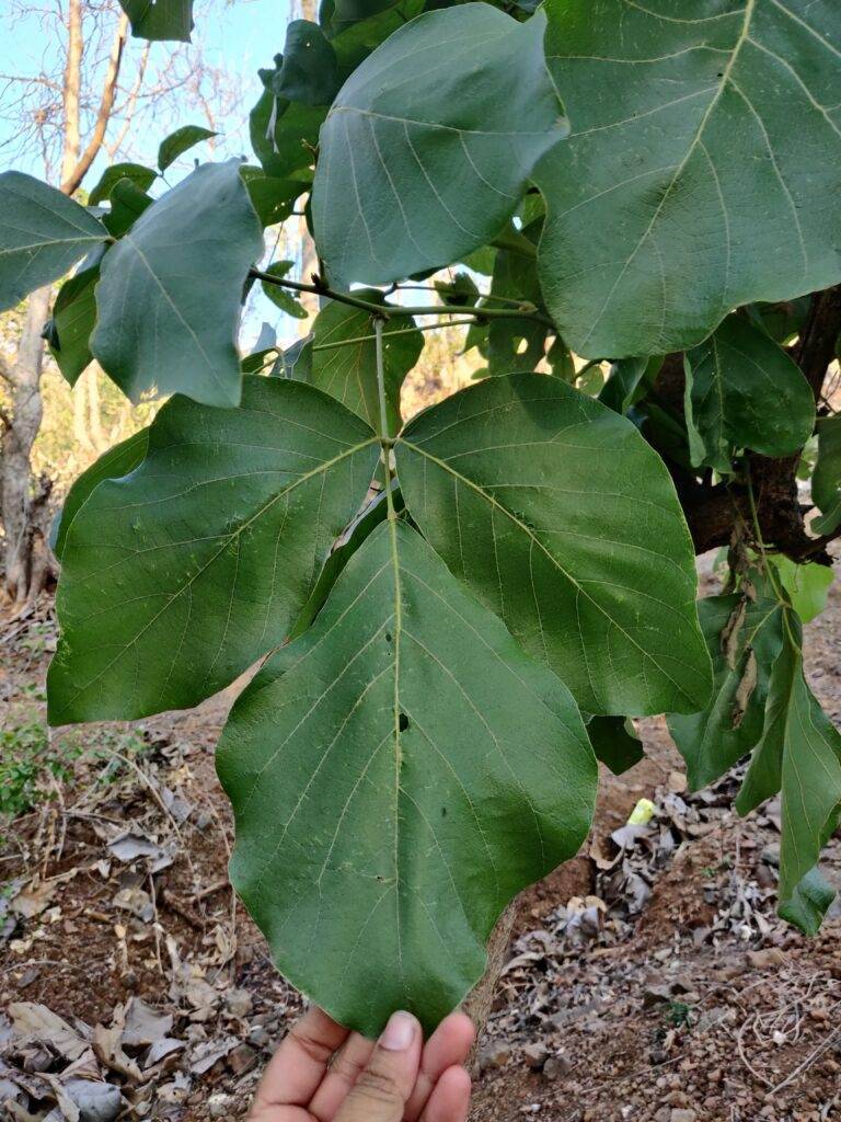 palash leaves