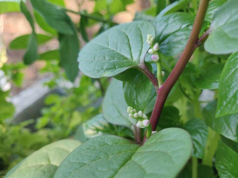 malabar spinach