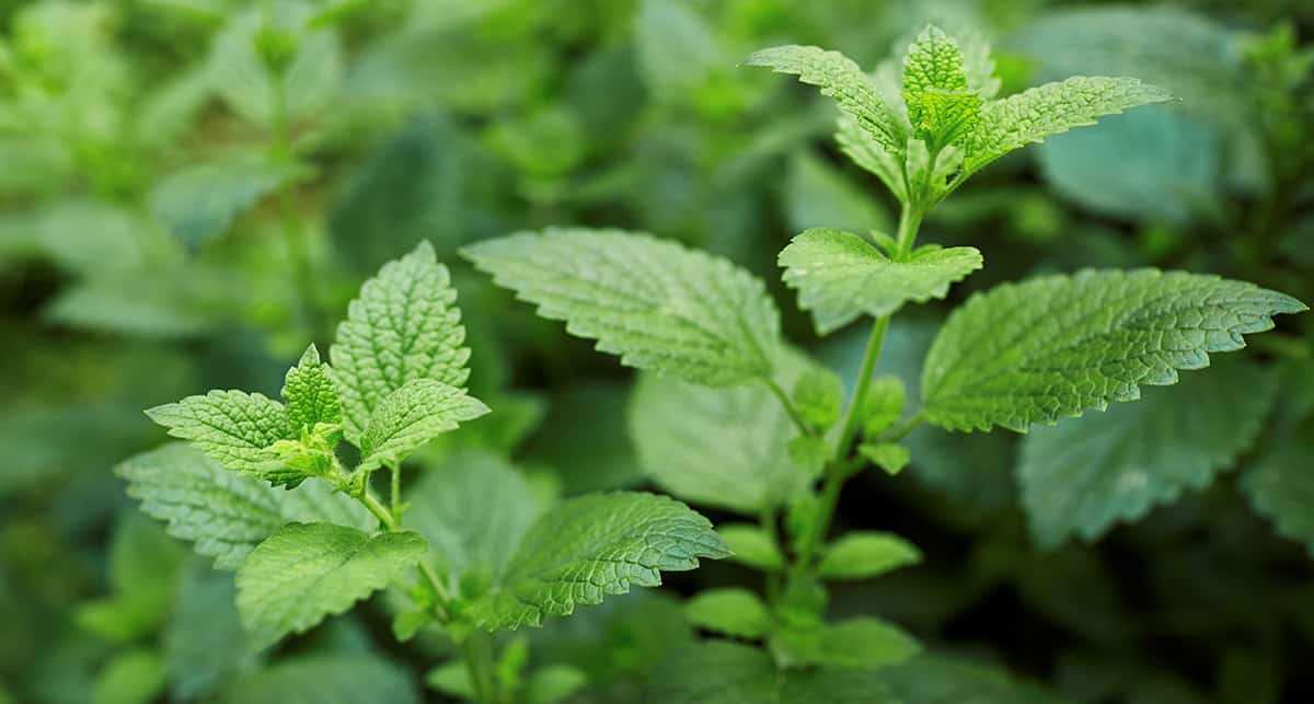 lemon balm