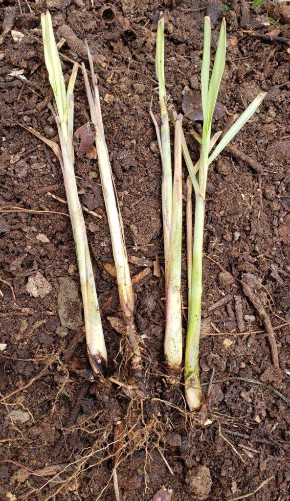lemon grass starts