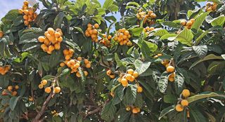 loquat
