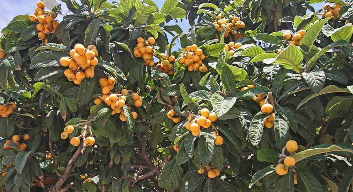 loquat