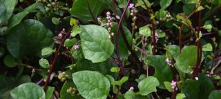 Malabar spinach