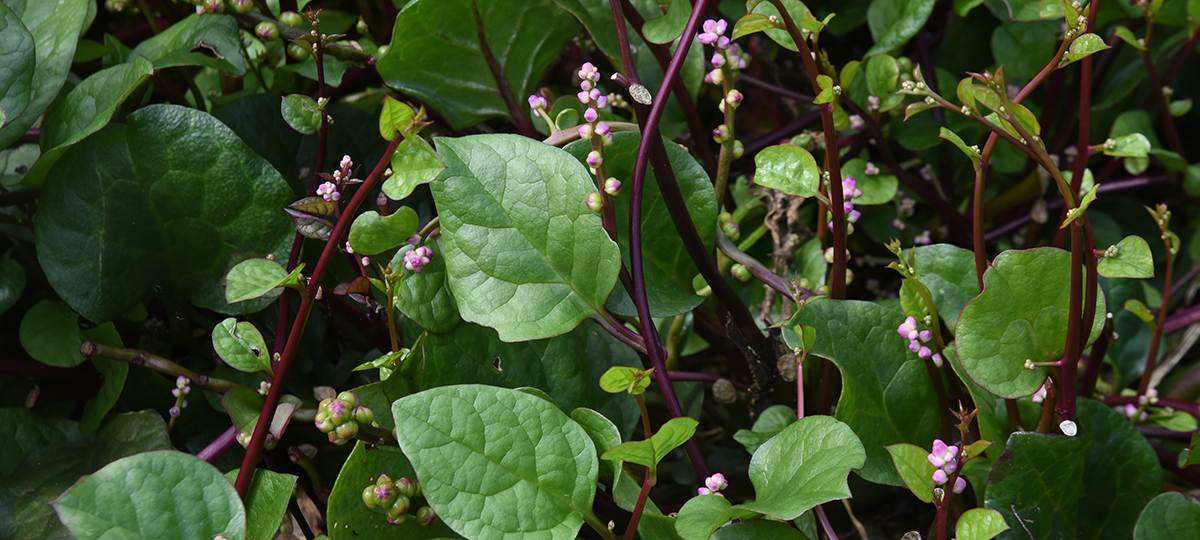 Malabar spinach