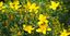 Top Herbs for Depression: Herbal Support for Mental Health