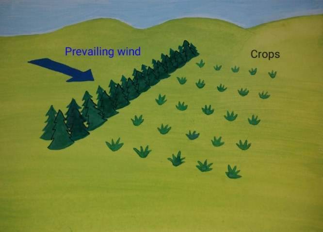 microclimates (9)