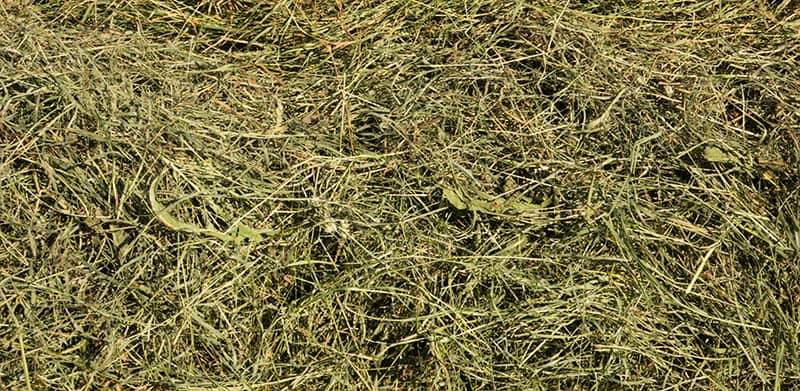 background of hay, just mawn drying grass