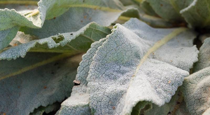 mullein leaves