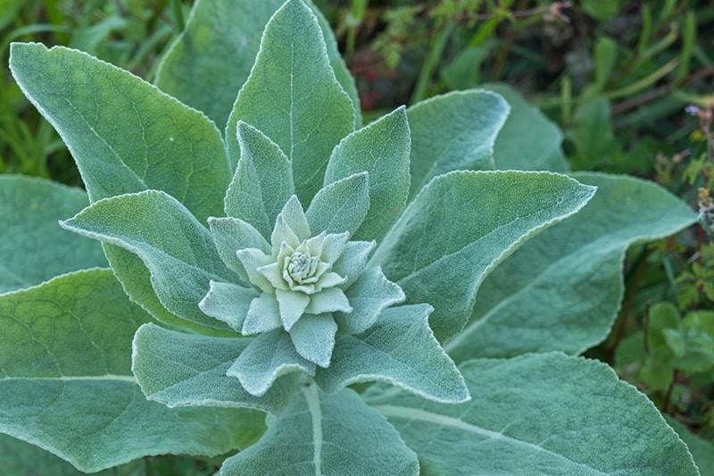 mullein leaves