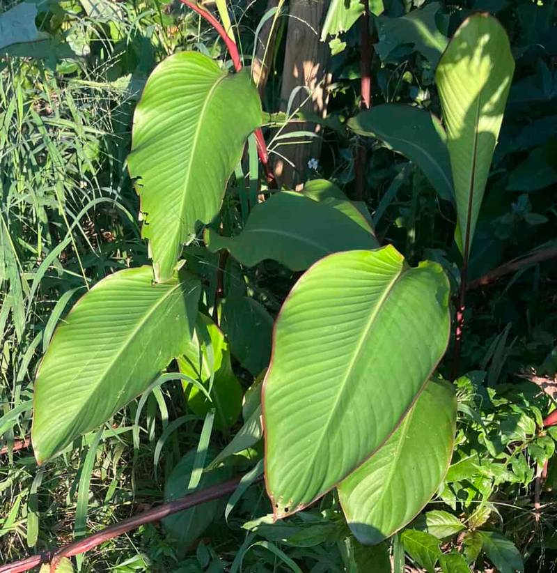multiple canna edulis plants