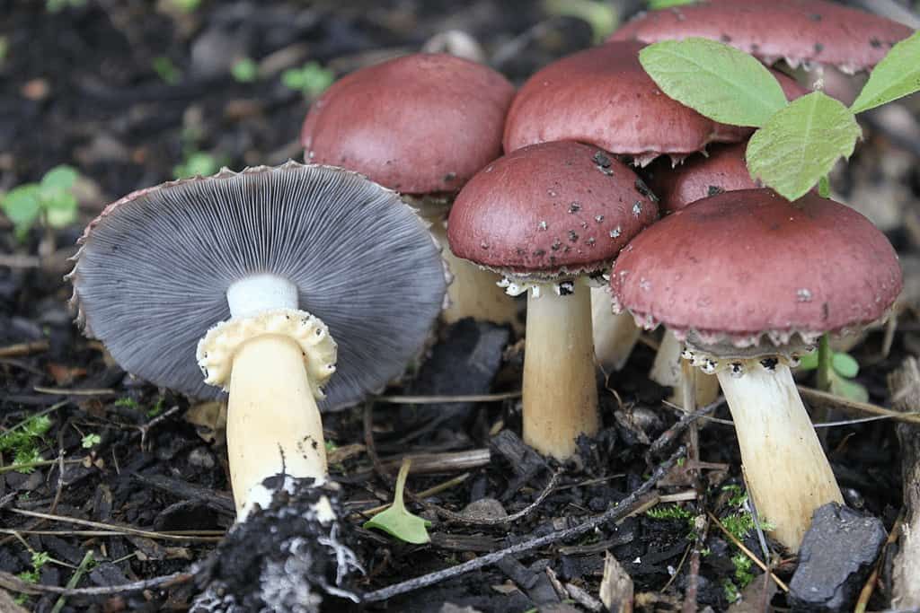 Establishing an Outdoor Mushroom Garden