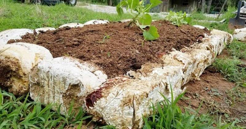 mushroom cultivation (11)
