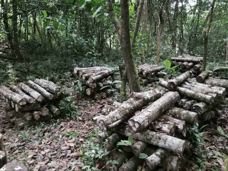 mushroom cultivation (4)