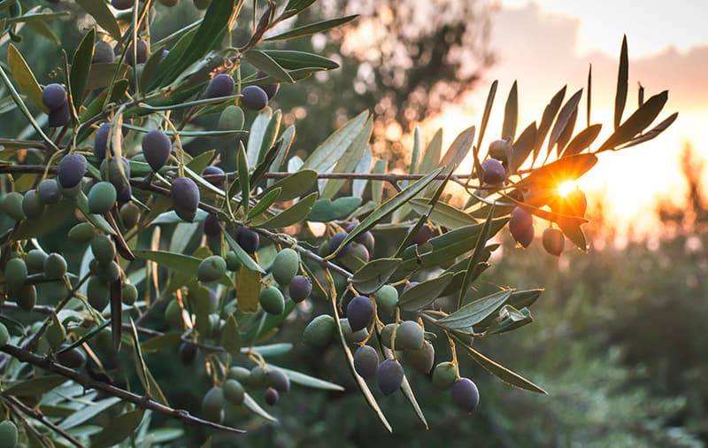 Olive