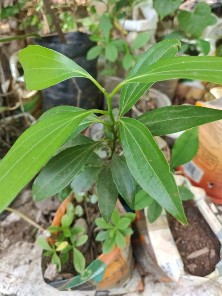 one year old cinnamon