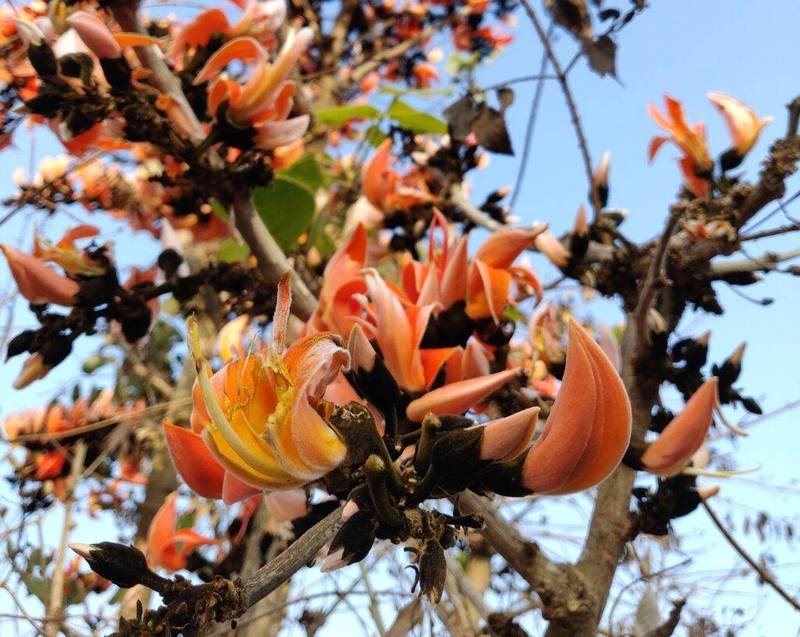 palash tree
