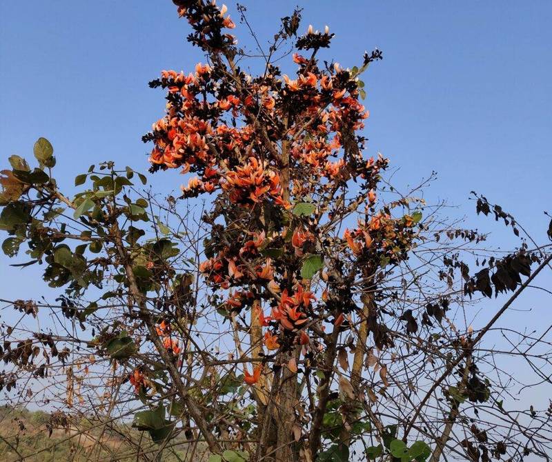 palash tree